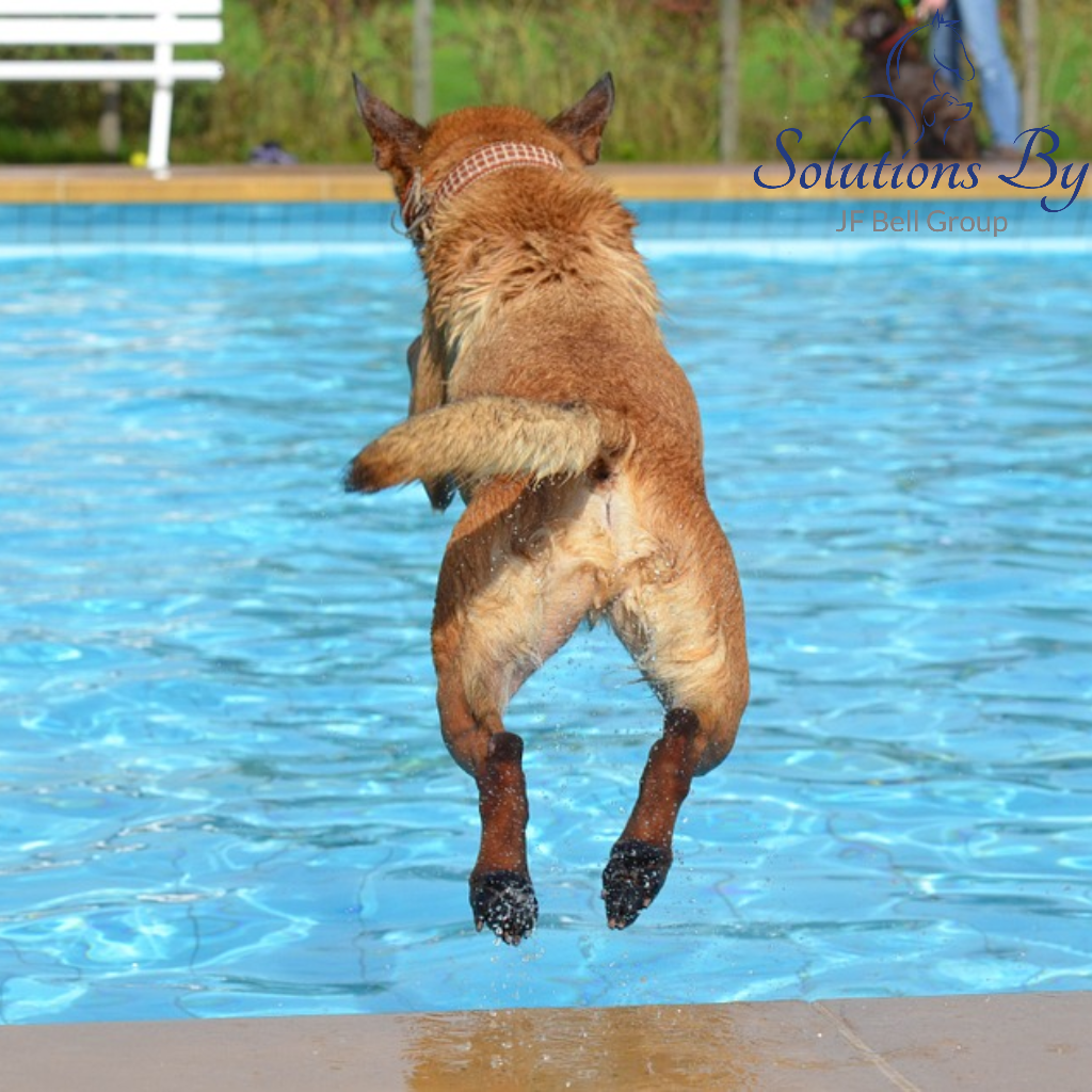 Jumping dog